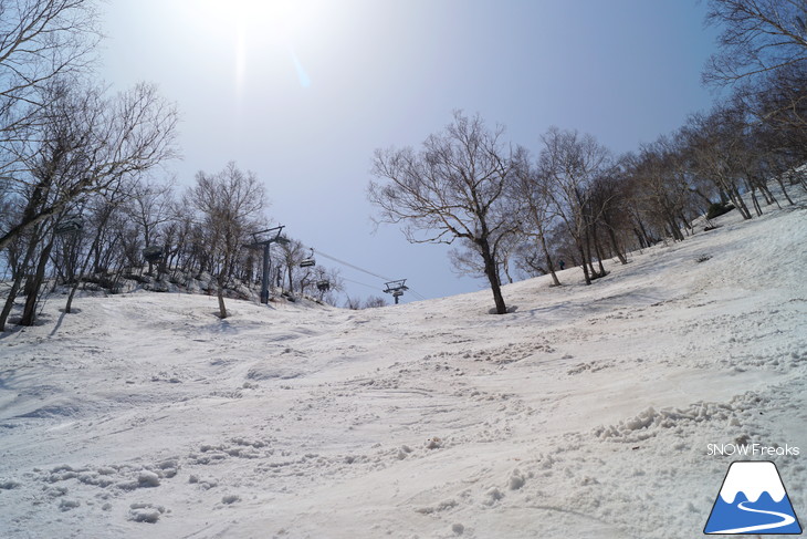 サッポロテイネ 現在積雪 215cm。山麓まで思いっきり滑れます！